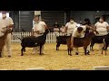 ADGA National Show 2021 - 3yr old Nubians