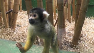 ボリビアリスザル,ダブリン動物園,アイルランド ,Bolivian Squirrel Monkey,Dublin Zoo,Ireland,