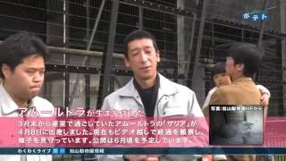 旭山動物園情報「今年の旭山動物園，どこが変わった？」（2016年5月7日放送）