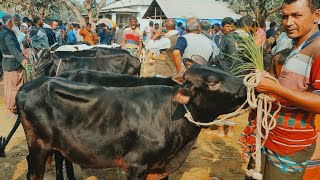 @আজ ১৩ জানুয়ারি ২৫ | ফ্রিজিয়ান, ক্রস জাতের ষাঁড় বাছুর গরুর দাম | রানীগঞ্জ হাট | দিনাজপুর