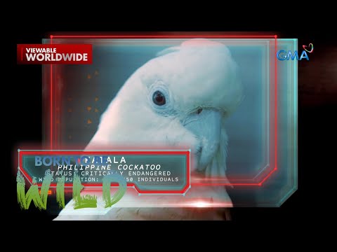 Critically endangered na Philippine cockatoo, paano namumuhay sa wild? | Born to be Wild