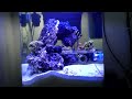 eheim aquastyle pico reef w modified light landscape video