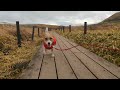 【犬連れ百名山⑫】ジャックラッセルテリアと霧ヶ峰（車山） hike with dog in japan jack russell terrier