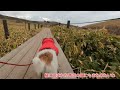 【犬連れ百名山⑫】ジャックラッセルテリアと霧ヶ峰（車山） hike with dog in japan jack russell terrier