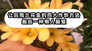 让风雨兰开花，花多的四大“作弊”方法，最后一种懒人最爱