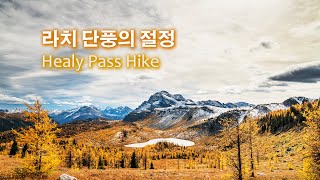 라치 단풍의 절정 - 캐나다 로키 트레킹, 하이킹 [4K]