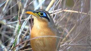 Lesser Ground Cuckoo