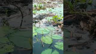 #Zs garden #flower #waterlily #শাপলা#pond #youtube #boatride #village #instagram #shortvideo #shorts