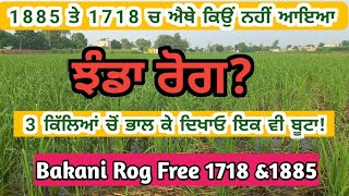 ਚੈਲੇੰਜ ਐ! 3 ਕਿੱਲਿਆਂ ਚੋਂ ਝੰਡੇ ਰੋਗ ਵਾਲਾ ਇਕ ਵੀ ਬੂਟਾ ਭਾਲ ਕੇ ਦਿਖਾਓ | No Bakani Rog In 1718 \u00261885