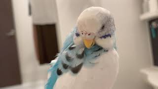 セキセイインコのレイちゃんひたすら毛繕い