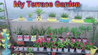 Rooftop garden overview | December garden 2022 | Terrace garden Overview | Gardening with Anoop