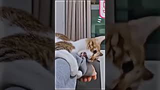 Funny and cute animal video