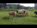 charolais bull out with cows carscreugh hunter sold by alistair brooke at the stirling bull sales