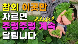 참외 곁순제거 순치기 이렇게 해주면 달고 맛있는 참외가 주렁주렁 끝도없이 달립니다. - Oriental melon cultivation