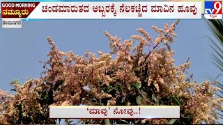 Cyclone Effect: Farmers Suffers Huge Loss | ಚಂಡಮಾರುತದ ಅಬ್ಬರಕ್ಕೆ ನೆಲ ಕಚ್ಚಿದ ಮಾವು! ಅನ್ನದಾತ ಕಂಗಾಲು!