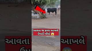 આવતાજ કાળા આખલે ઉપાડી દીધો 😱#trending #viral #Reels #funny