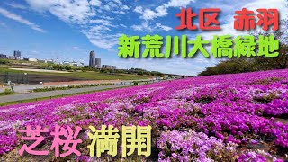 北区赤羽 新荒川大橋緑地 芝桜 満開   2022年4月16日撮影