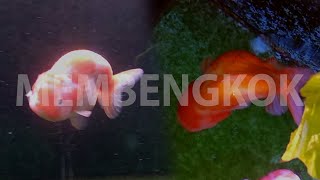 7 Penyebab Ikan Mas Koki Ranchu Badan Bengkok, Berenang Miring Tidak Seimbang: Biasanya di KOI? 🤔