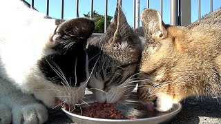 死に物狂いでカルカン(kalkan)とちゅ～るを食べるかわいい猫たち 野良猫 感動猫動画 ASMR