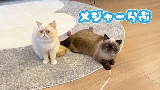 メジャーが大好きな猫の日の猫さん、エキゾチックショートヘアのししゃもさん。