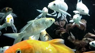 8 mints Stunning 4K Underwater footageusic | Relaxation Rare & Colorful fish Sea Life Video