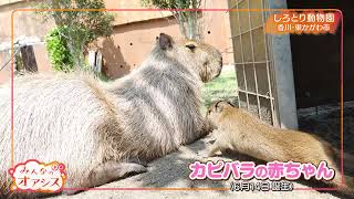 みんなのオアシス・カピバラ（しろとり動物園）　2021/7/2放送