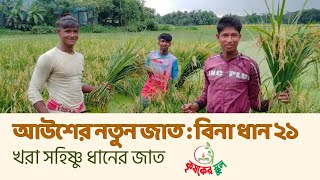 আউশের নতুন জাত : বিনা ধান-২১ || স্বল্প জীবনকালীন খরা সহিষ্ণু জাত  || বিনা ধান ২১