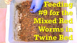 112-day twine bed bin w mixed red worms gets a spread-out 9th feeding - vermicompost