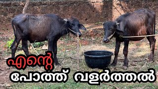 എന്റെ  പോത്ത് വളർത്തൽ  | Buffalo Farming in Kerala | pothu valarthal kerala