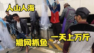 网红海闸口一天出鱼上万斤，几十个人轮流撒网，场面太壮观【大锋子】