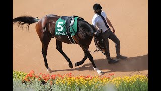 ノットゥルノ　平安ステークス2023　９着時パドック　＃京都競馬場　＃競馬