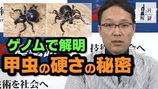 【1分解説】ゾウムシが硬いのは共生細菌によることを解明【産総研公式】