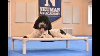 Max (Goldendoodle) Boot Camp Dog Training Video Demonstration