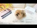 寵物時光 puppy time pomeranian 稀有夢幻超頂級迷你 大眼 精緻貓臉 短吻 超爆毛 圓頭 頂級迷你松鼠紅博美弟弟 長大一點黑毛都會退掉哦