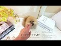 寵物時光 puppy time pomeranian 稀有夢幻超頂級迷你 大眼 精緻貓臉 短吻 超爆毛 圓頭 頂級迷你松鼠紅博美弟弟 長大一點黑毛都會退掉哦