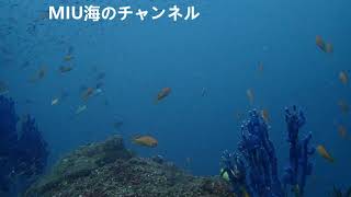 【魚いっぱい　熱海沈船探検 】10月3日ダイビング