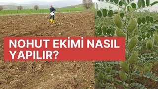 BAHÇE İŞLERİ-NOHUT EKİMİ