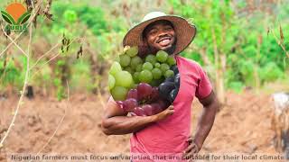 GRAPES- Cultivation, harvesting and processing in Nigeria