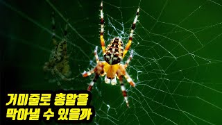 거미줄로 총알을 막아낼 수 있을까