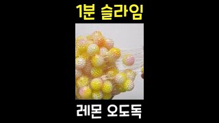 1분 슬라임 레몬 오도독 쇼츠