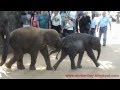 Pinnawala Elephant Orphanage, Sri Lanka 2012