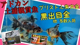 激シブ金魚　黒出目金　ブリストル朱文金　goldfish