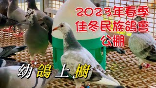 屏東佳冬民族鴿會公棚2023年春季幼鴿上櫥