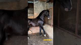 Stallion Rajvansh ( Dil-E-Shaan )🔥Sire by Stallion Dilshan #shorts