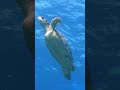 Can a sea turtle drown? | NATURE Shorts | PBS