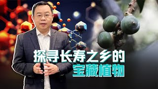 探寻长寿之乡的宝藏植物，木姜叶柯为何被人们视为“掌上明珠”？