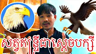 សត្វឥន្ទ្រីជាស្តេចនៃបក្សី