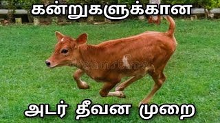 கன்றுகளுக்கு என்ன அடர்த்தீவனம் கொடுக்கலாம் @_ulavan FEED MANAGEMENT FOR CALFS