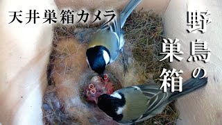 孵化6日目 🐣×10 シジュウカラの巣箱  天井巣箱カメラ 野鳥 2023/05/16 Bird Nest Box Live Camera