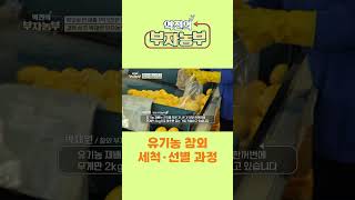 [역전의부자농부 251회] 유기농 참외 세척·선별 과정